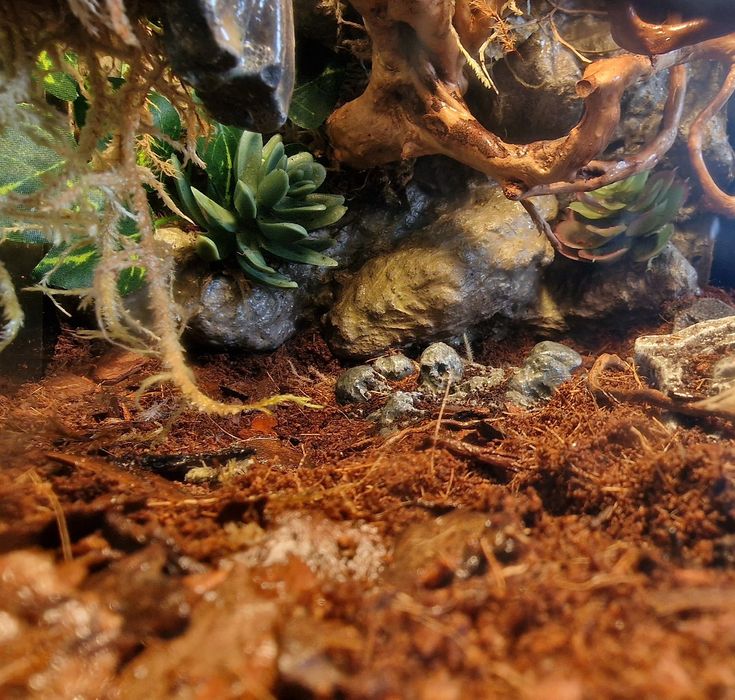 Exo terra 30x30x30 terrarium bioaktywne ptasznik modliszka gekon drzew