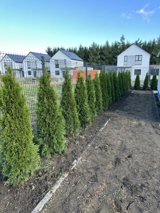 Tuje tuja szmaragdy sadzenie transport kora