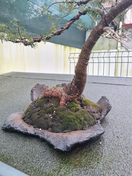 Bonsai Abies Koreana