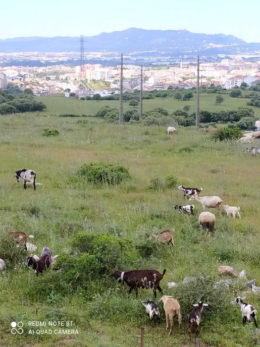 Oportunidade Unica T2 Massamá Norte