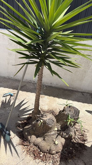 Plantas Yucca adultas, vários pés ou conjunto