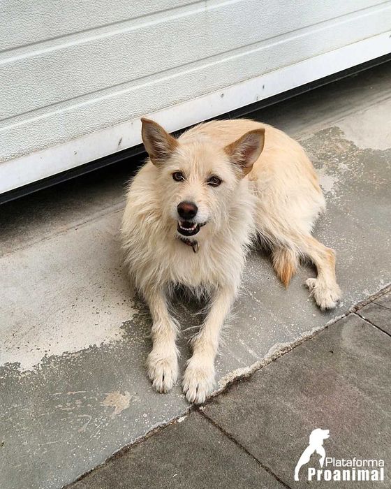 BARONESA - Cadelinha para Adoção