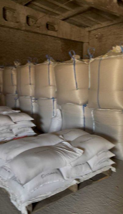 Ярий ячмінь, Аверс, Ячмінь Аверс Еліта