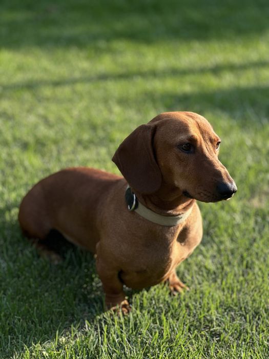 Такса хлопчик для вʼязки