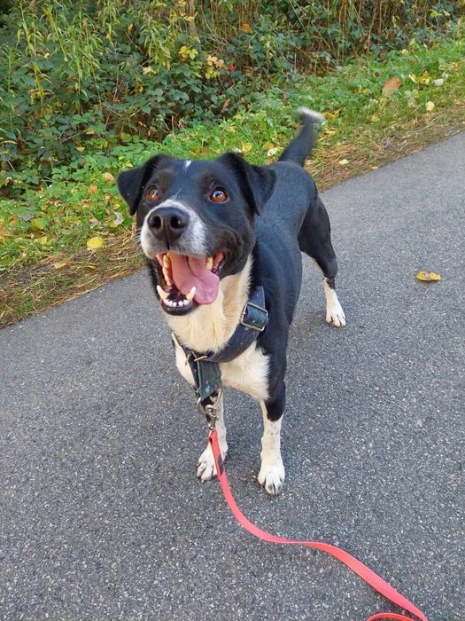 Aktywny pies do adopcji