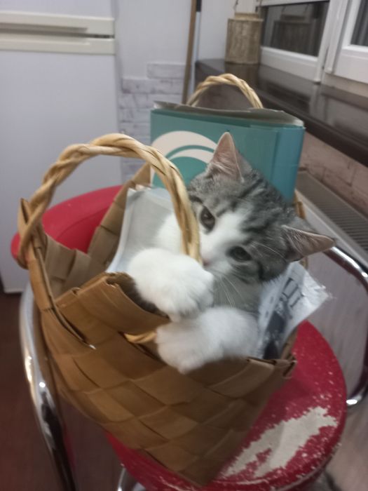 Подарую кошеня в добрі руки