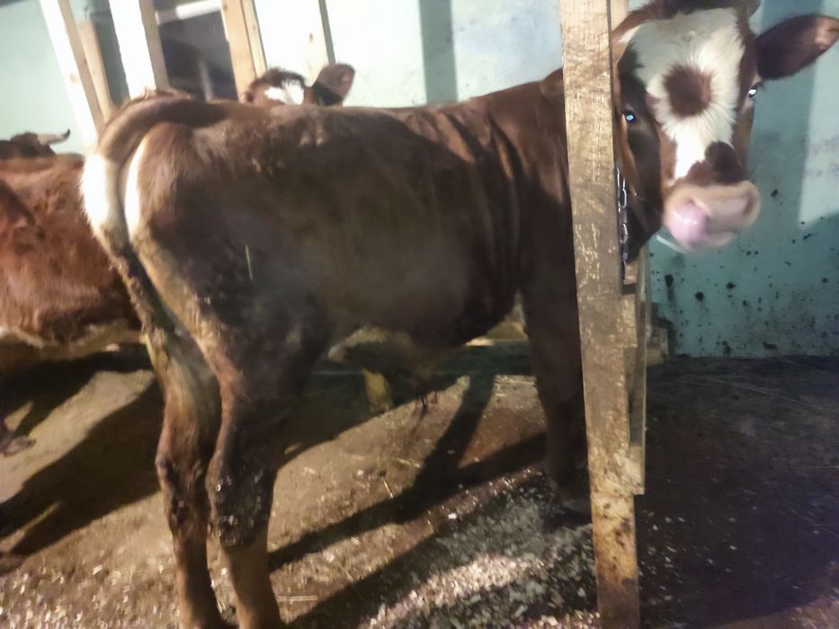 Продаю бичка , 9 місяців