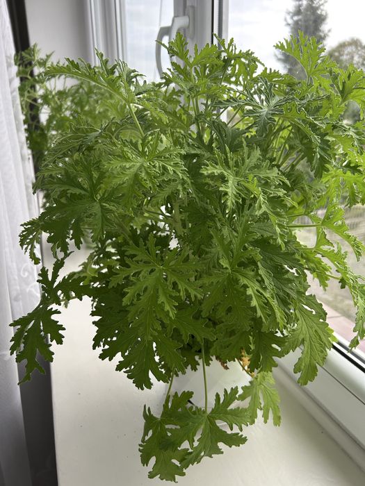 Kwiat geranium, anginka, pelargonia pachnąca