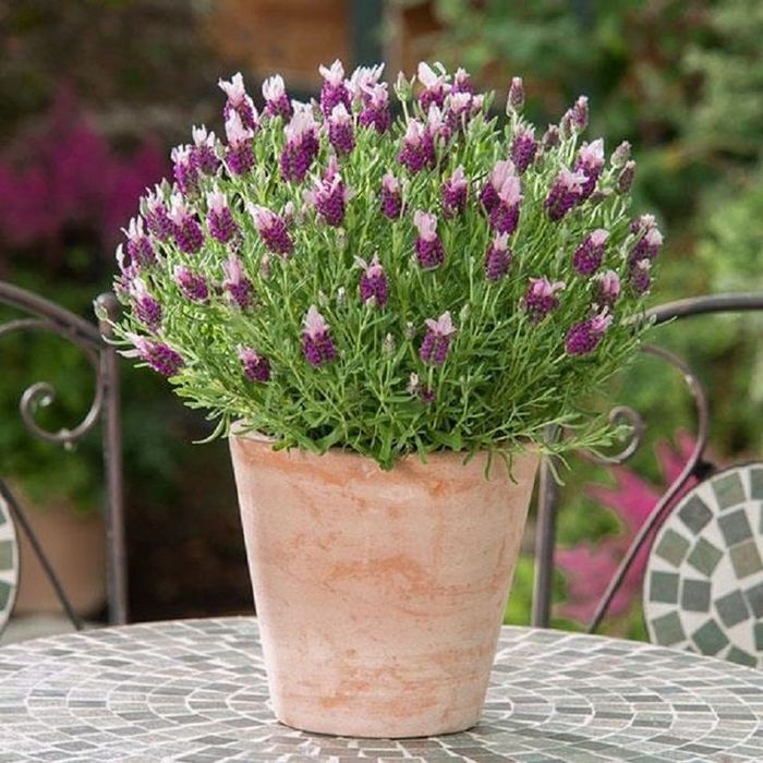 Лаванда французька, англійська, лавандин. Саджанці, насіння