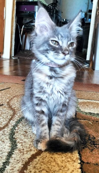 Maine coon kociaki