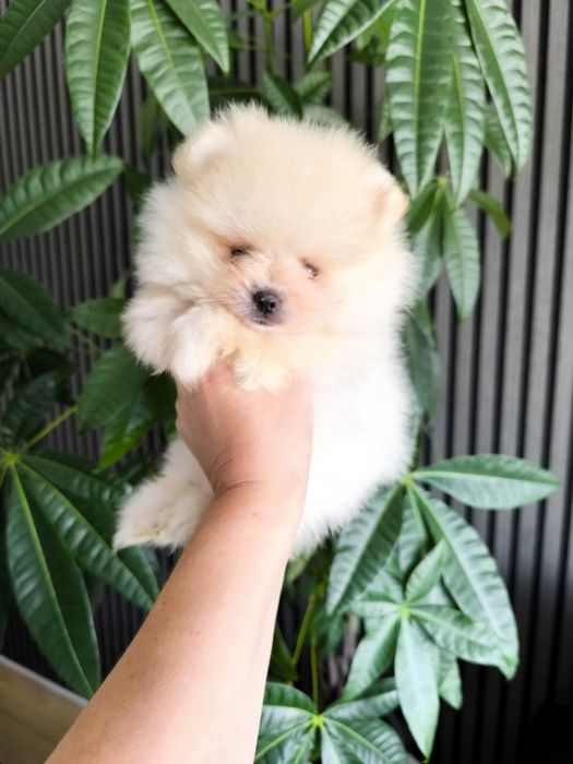 Spitz Anão.Lulu da Pomerânia. Mini Lop e Afixo.Perfeito