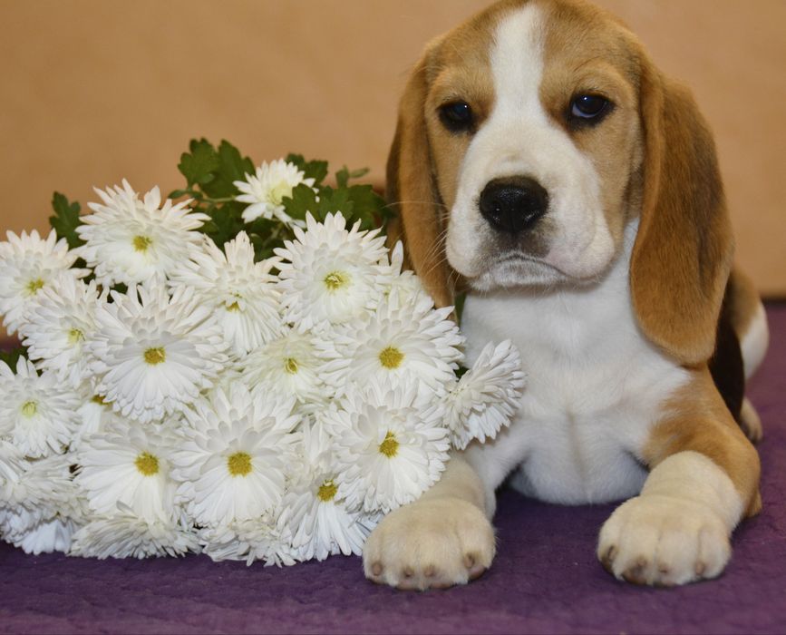 Бігль, цуценята хлопчики й дівчата