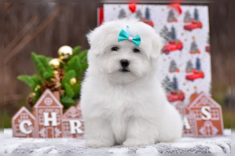 Дівчинка мальтезе