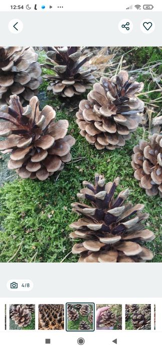 Szyszko, wysuszone, duże, 100szt. plus gratis