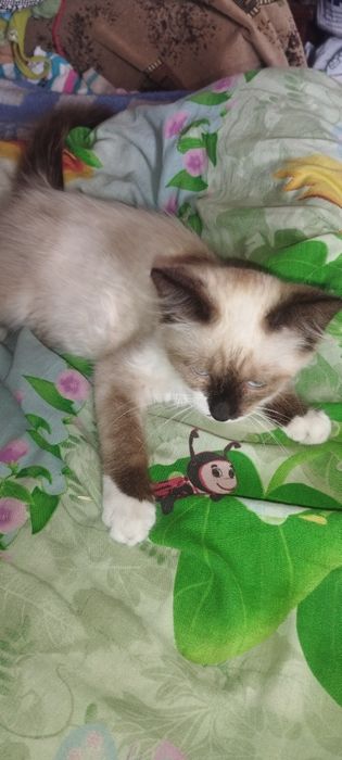 Сіамський котик сноушу