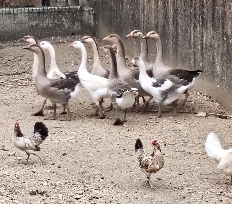 Gansos de Toulouse