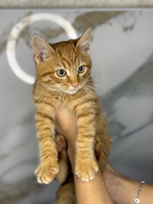 Отдам рыжего котика в добрые ручки