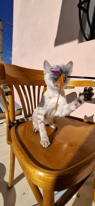 Бенгальський хлопчик