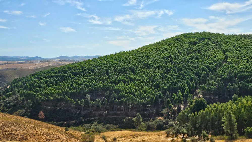 Terreno Rústico com 43 Hectares em Nisa, Portalegre