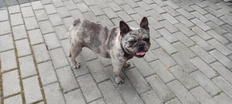 Rezerwacja Buldog francuski szczeniak