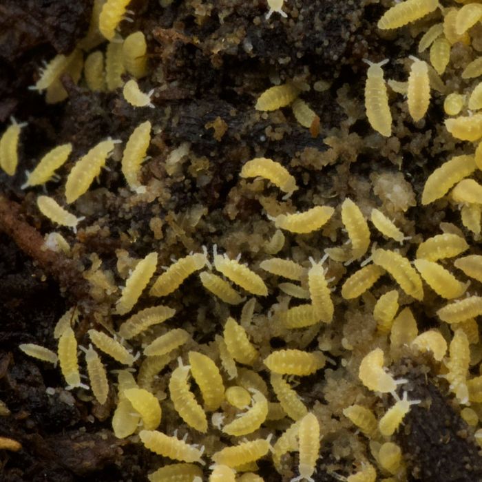 На продаж колемболи,подури,ногохвістки  Ceratophysella sp. "Lilac Yellow Albino"