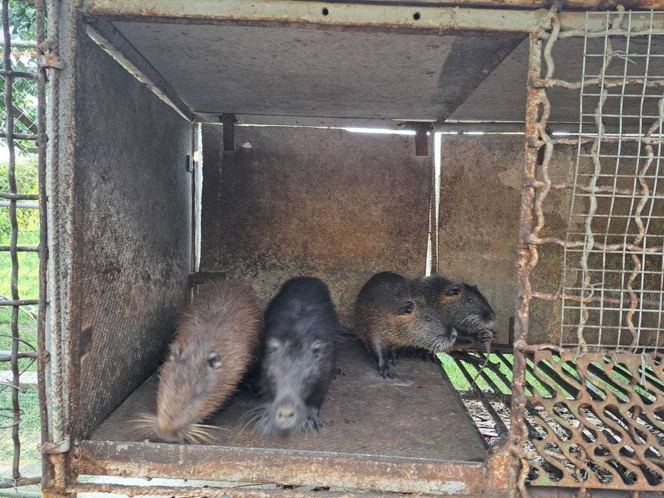 Продам молодих кролів