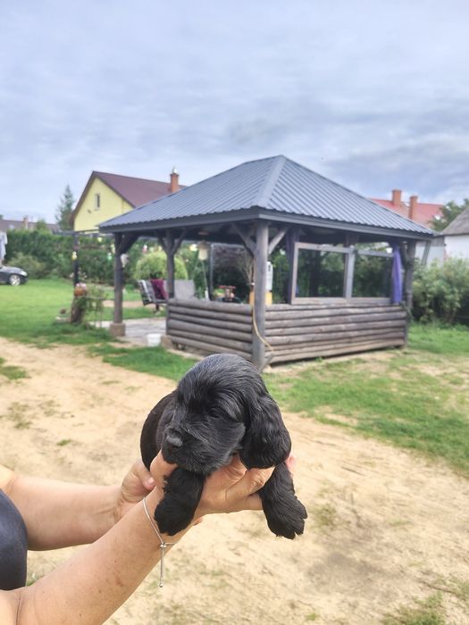 Cocker  spaniel angielski