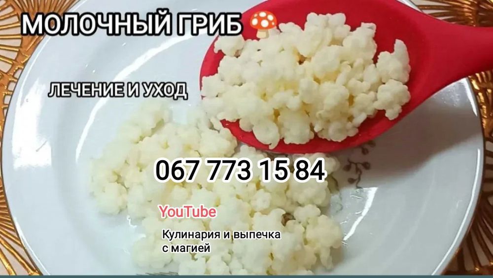 Молочный Гриб  Кеферный Гриб Тибетский Гриб