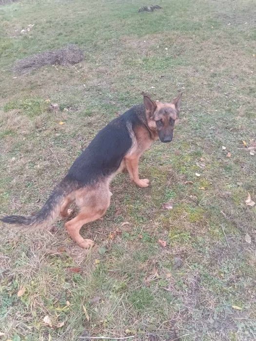 Німецька вівчарка