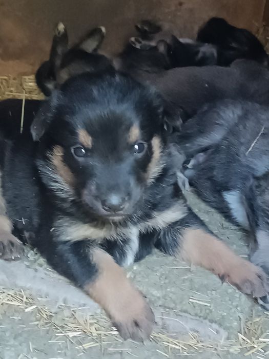 Відаємо цуциків 3дівчинки 2 хлопчика