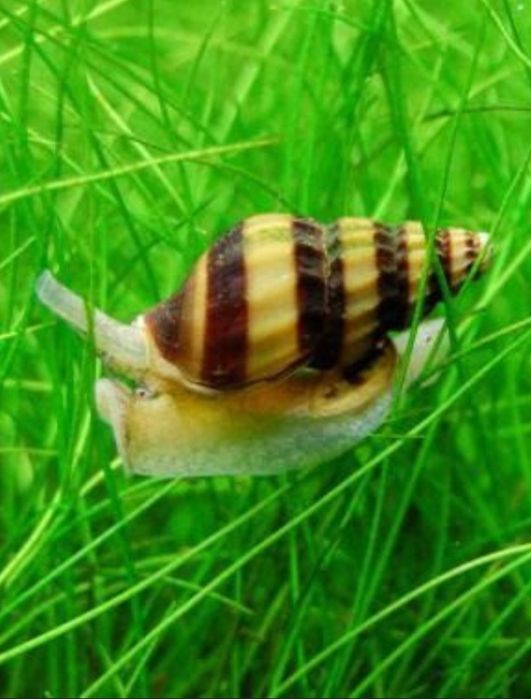 Продам  улитки Хелена.