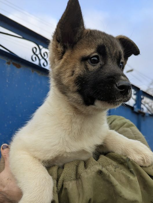 Щенки крупные- акитята