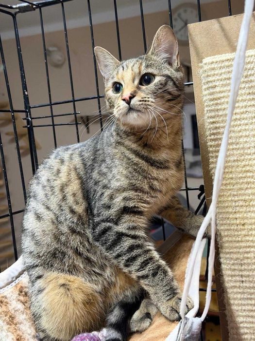 Śliczna Linka do adopcji