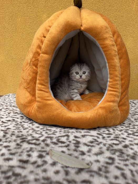 Шотландські кошенята шукають люблячих господарів
