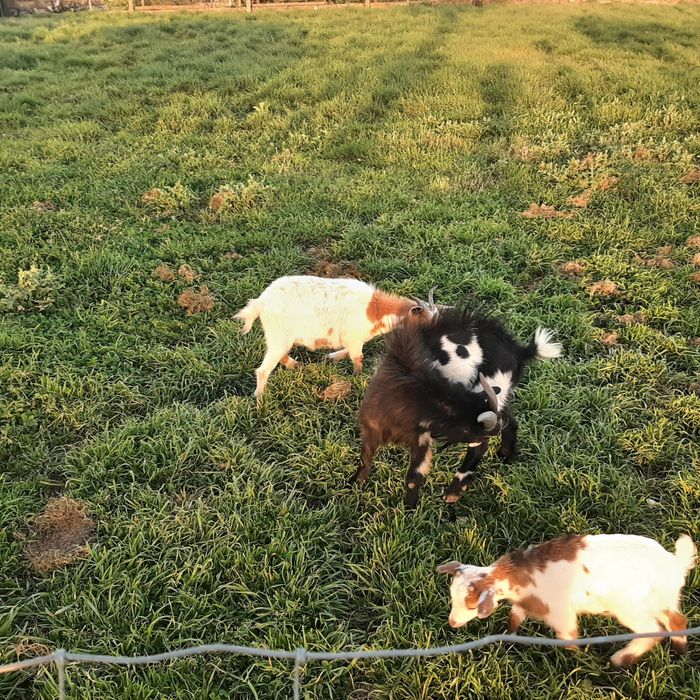 Cabras anãs para troca