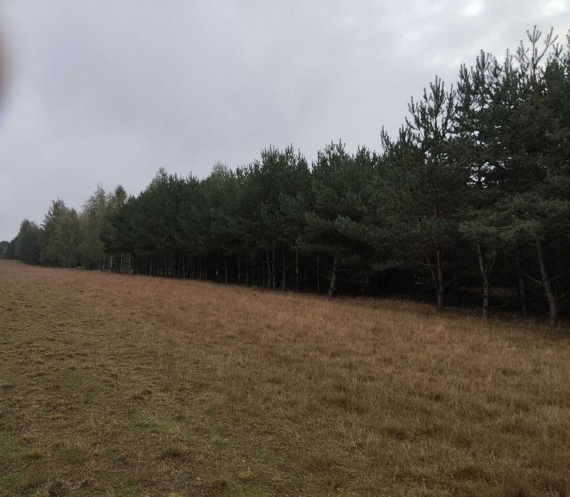 Sprzedam działkę leśna