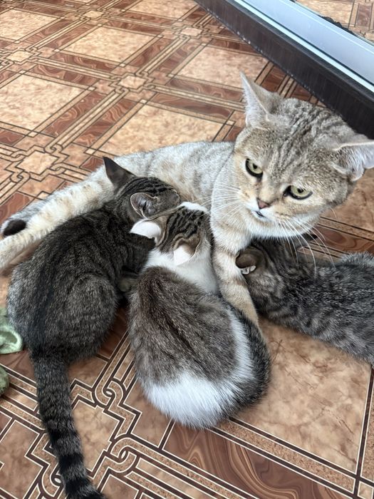 Кошенята в добрі руки