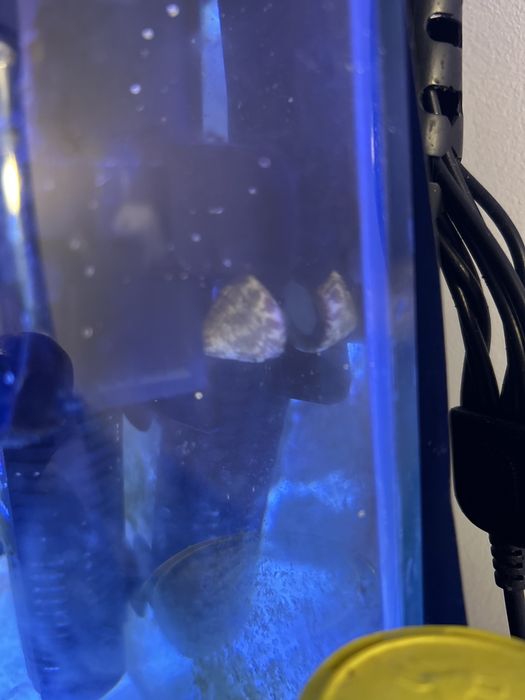 Turbos e caracois para aquario marinho