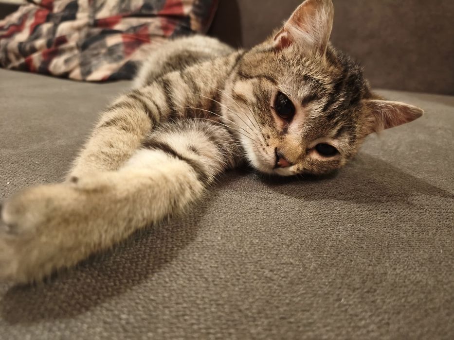 Квасолька шукає дім