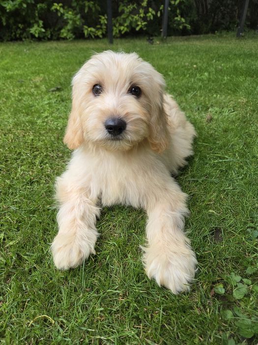 Goldendoodle mini suczka