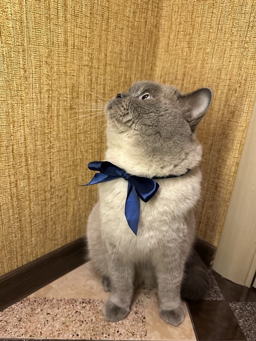 В’язка кота шотландця прямовухого (окрас блю-поінт)