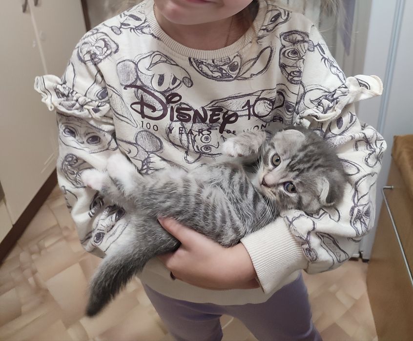 Скотіш фолд, 2міс. хлопчик