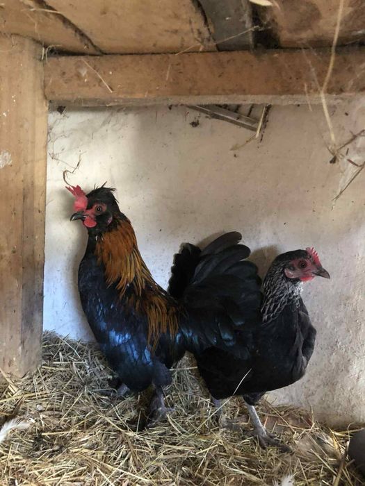 Пррдам декоративних курей