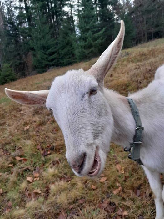 Коза  Івано Франківська обл.с. Татарів