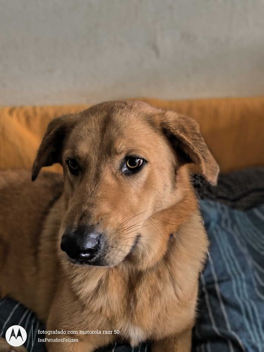 Irmãos para Adoção Conjunta