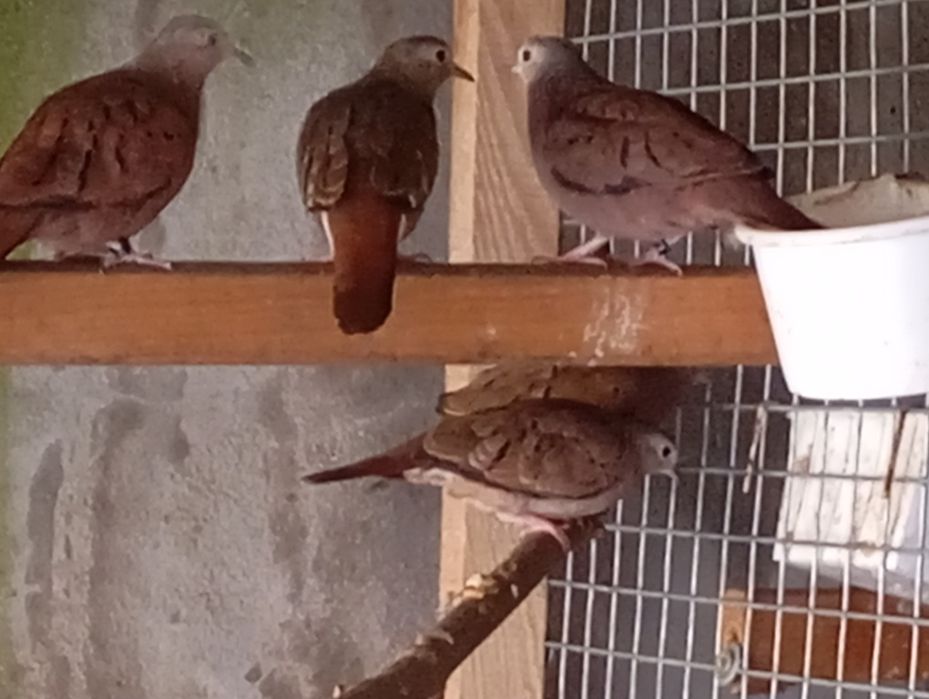 Casais de rolas várias espécies