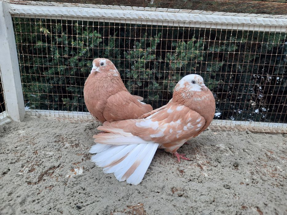 Продам домашню птицю.