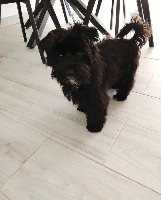 Femea Yorkshire Terrier