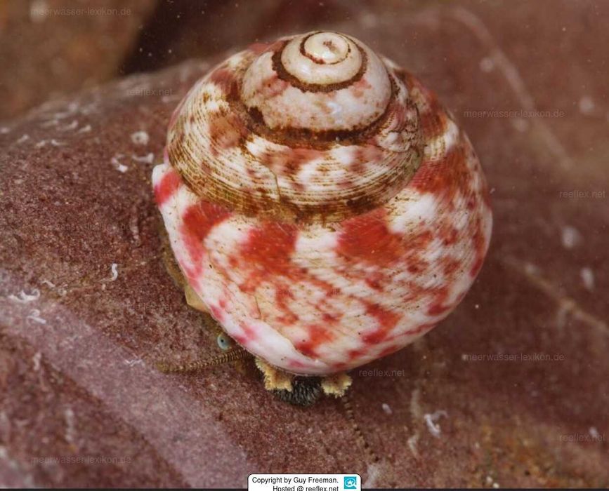 Ermitas , nassarius, equipes de limpeza para aquários de agua salgada