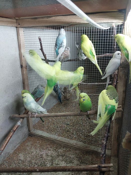 Sprzedam papugi faliste